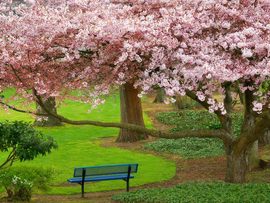 Cherry Tree Evergreen Park Washington