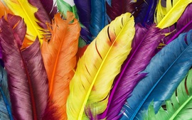 Feathers In Colors