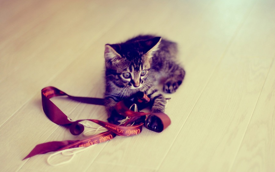 Kitten Ribbon
