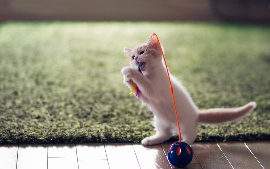 Lovely Kitten Playing Toy