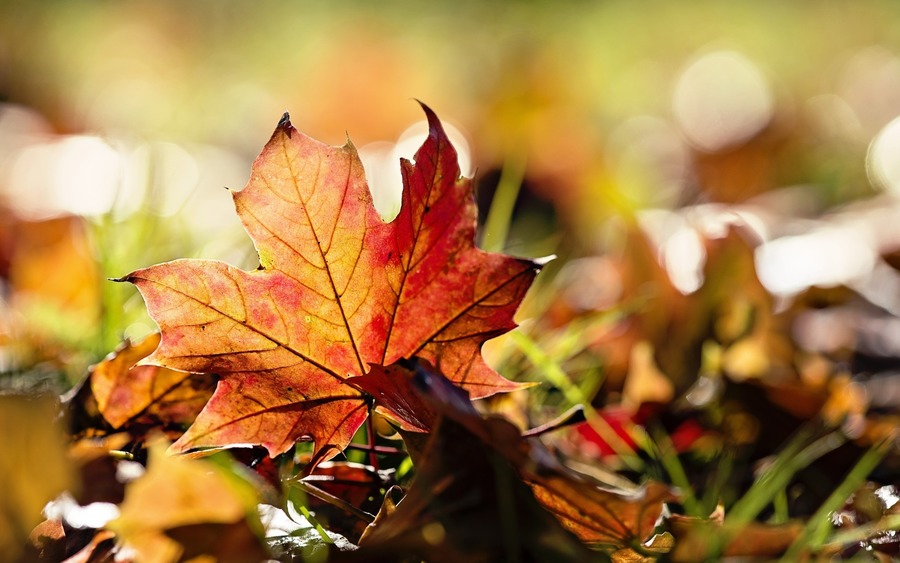 Maple Leaf Background - Wallpaper, High Definition, High Quality
