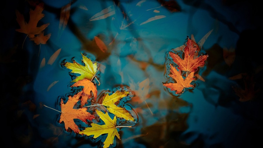 Maple Leaves HD