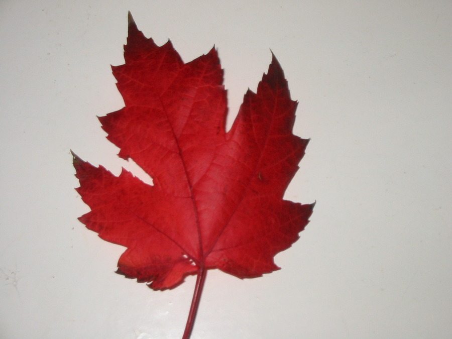 Red Maple Leaf - Wallpaper, High Definition, High Quality, Widescreen