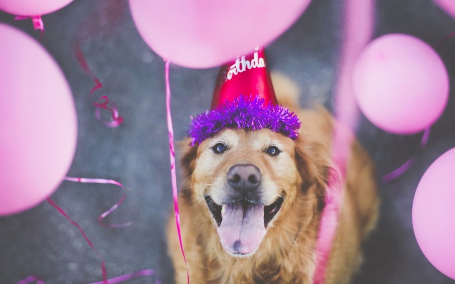 Dog Happy Birthday