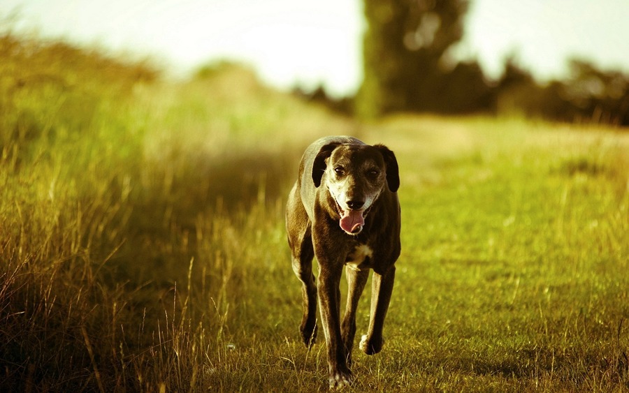 Dogs Run - Wallpaper, High Definition, High Quality, Widescreen