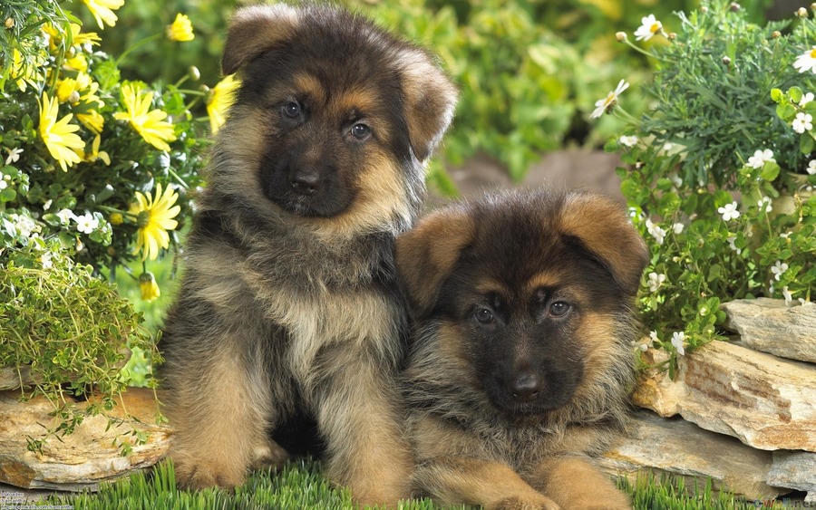 German Shepherd Puppies Backgrounds