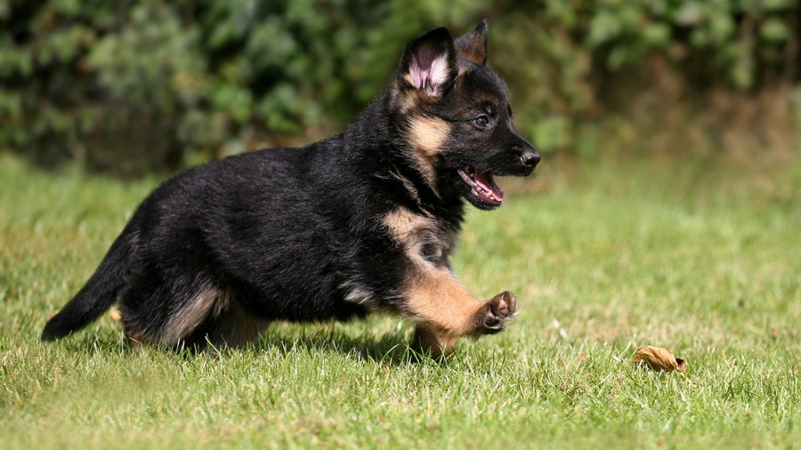Lovely German Shepherd Puppies