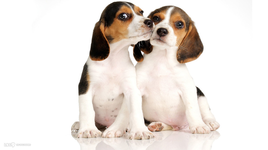 Puppies Desktop Wallpaper