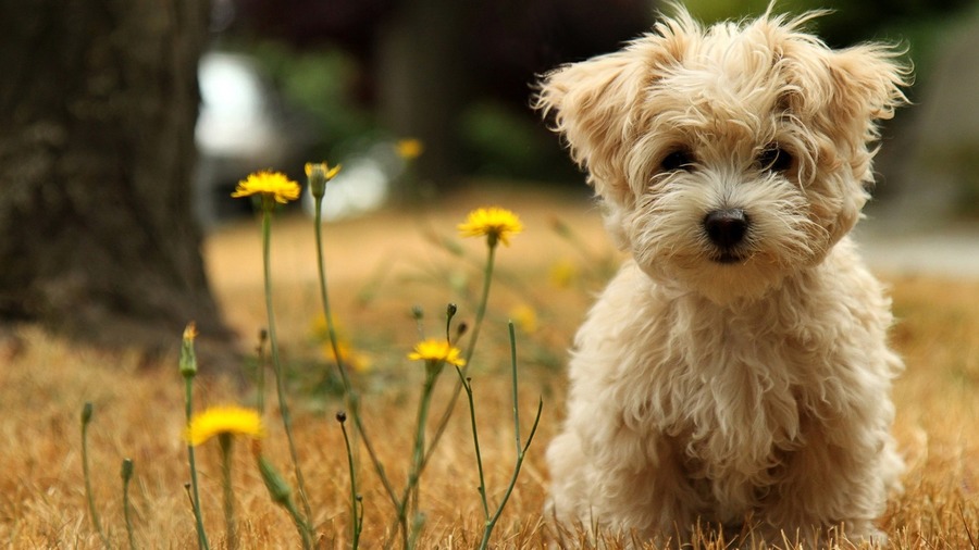 Puppy Free Wallpapers