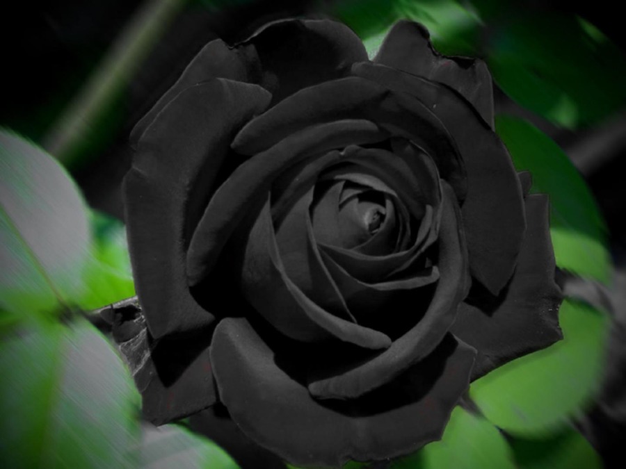 Black Rose - Wallpaper, High Definition, High Quality ...