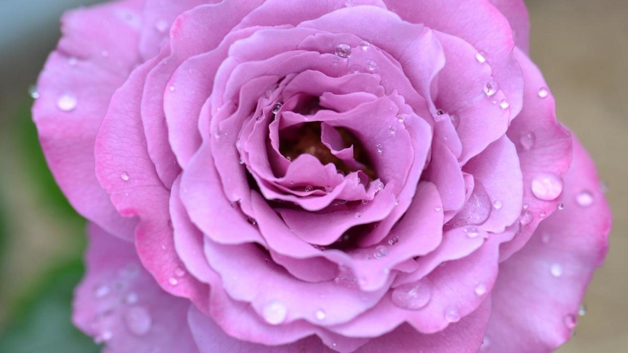 Lavender Rose Wallpaper