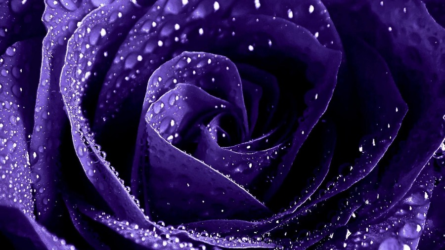 Purple Roses Wallpapers - Wallpaper, High Definition, High Quality
