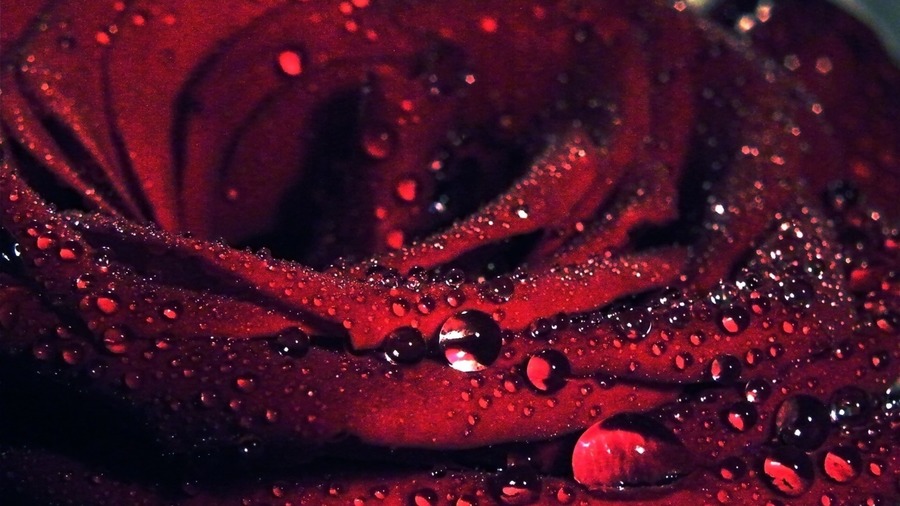 Red Roses Photo