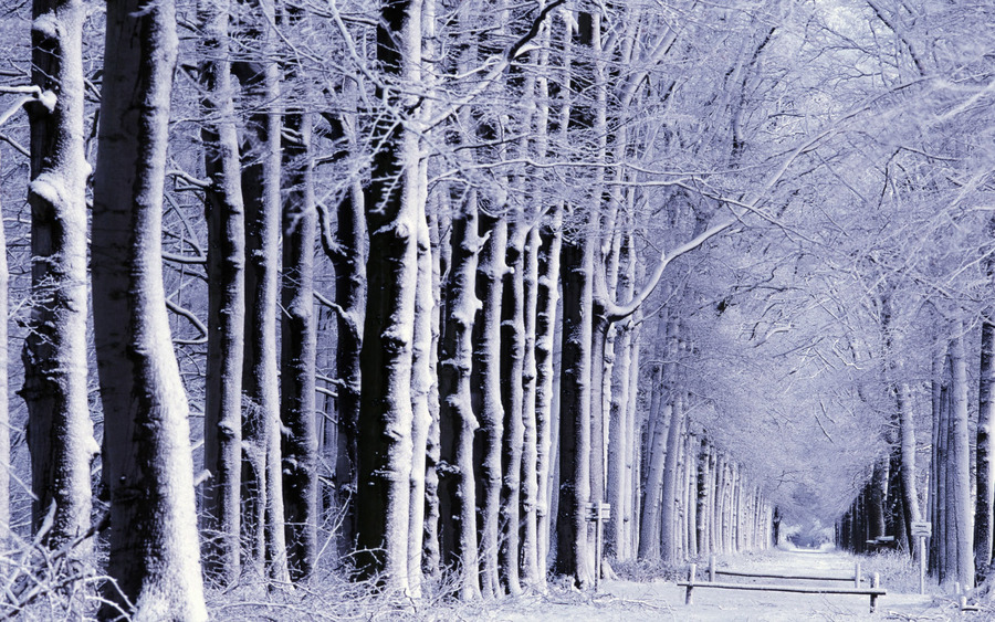 Snow Desktop Background