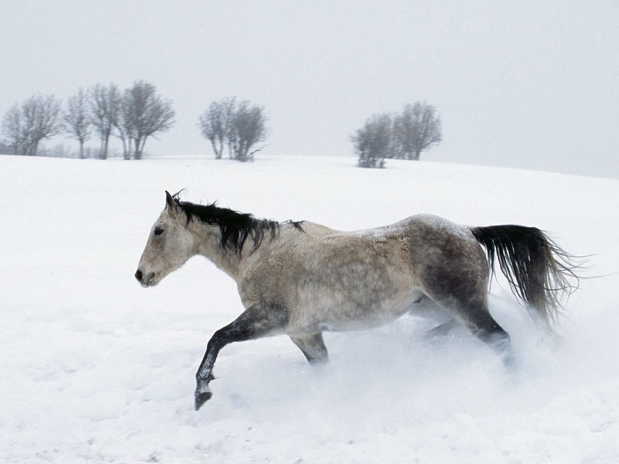 Snow Horse Wallpaper