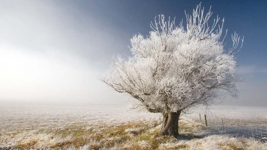 Snow Tree