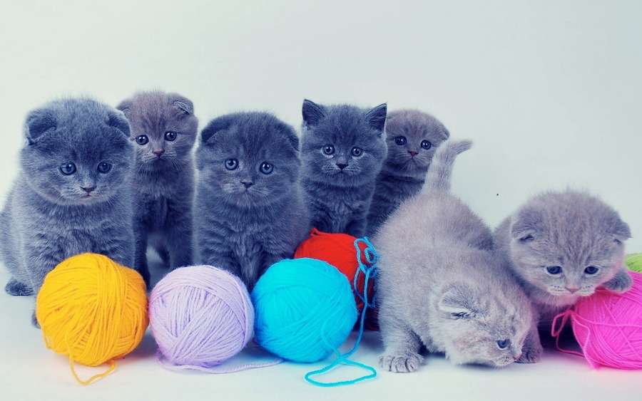 Kittens Images