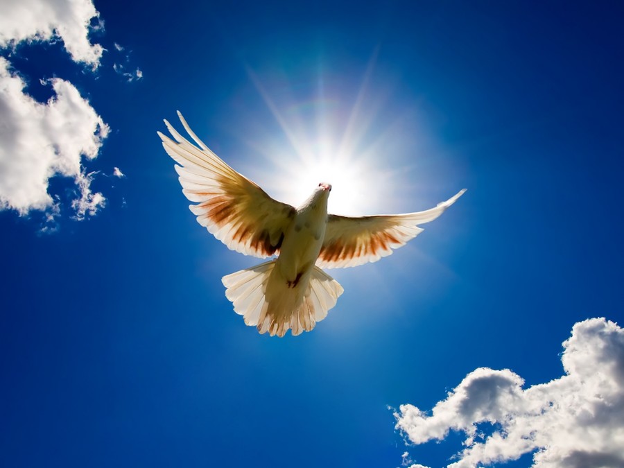 Dove Bird From Sky