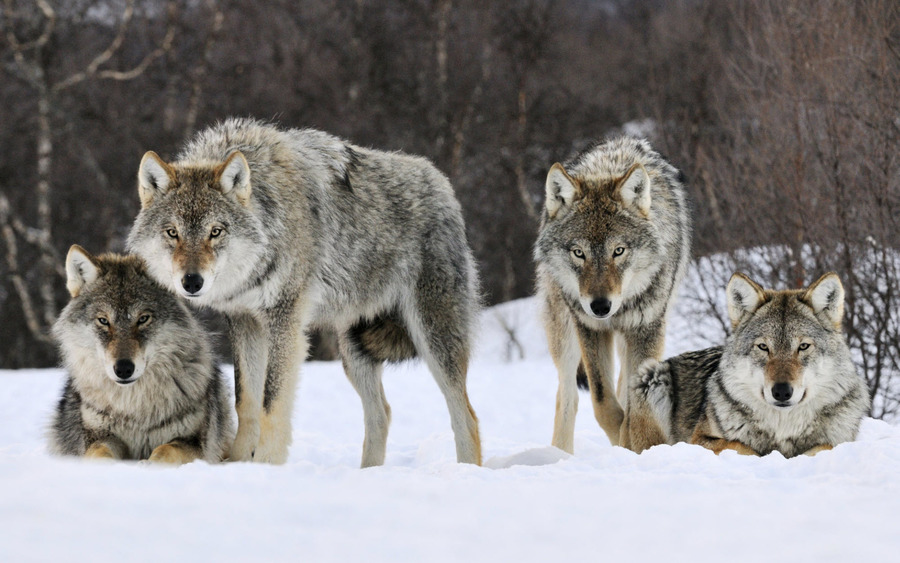 Gray Wolves Norway