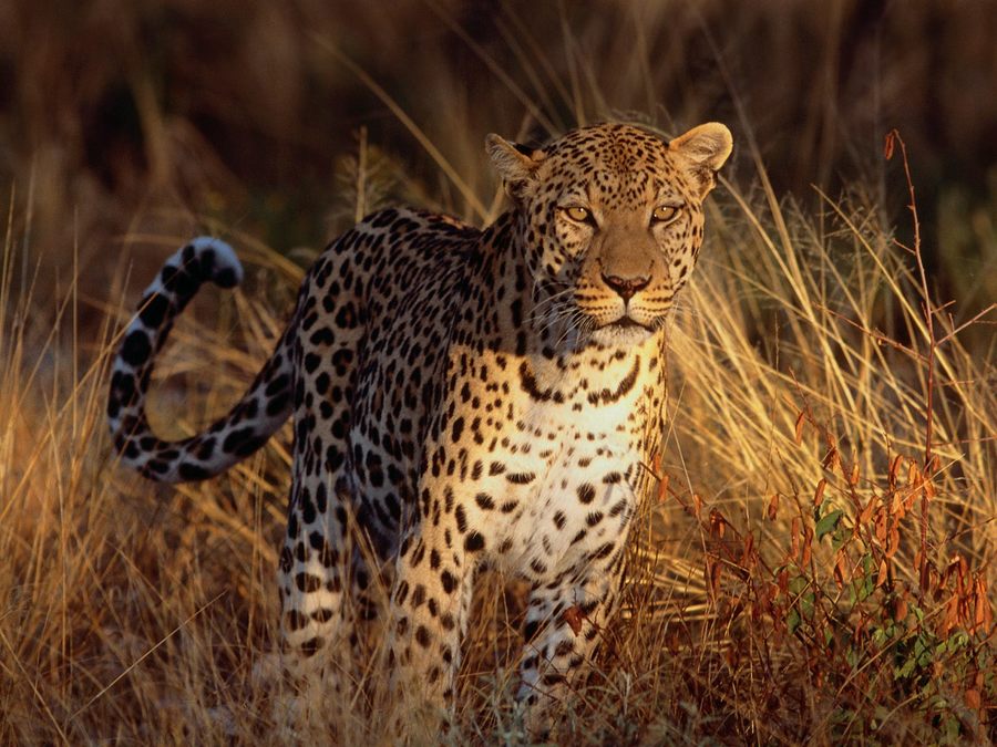 Intense Focus Leopard