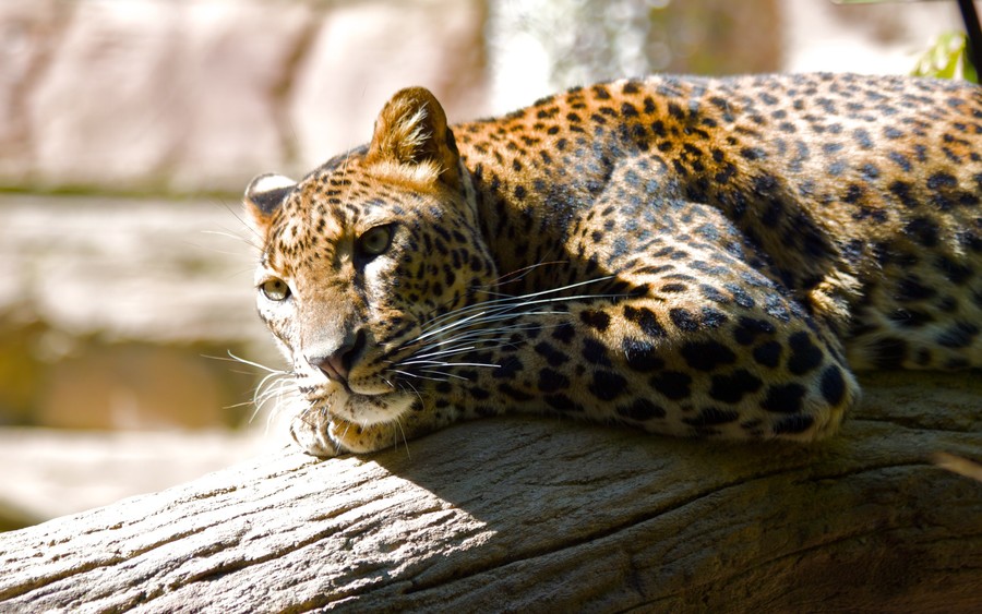 Leopard Hq