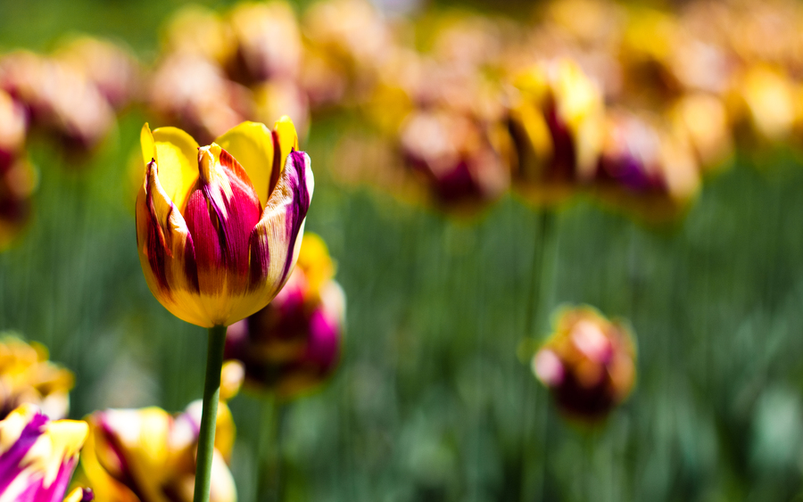 Botanical Garden Tulips