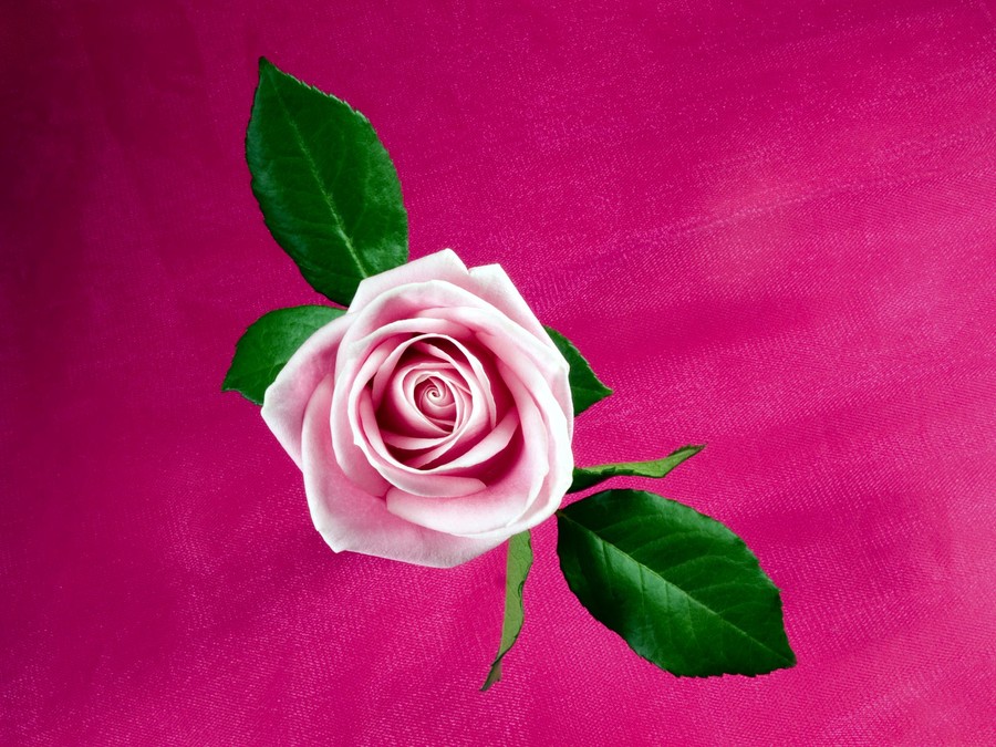 Cool Pink Rose