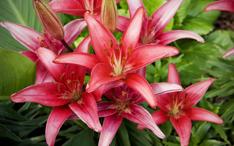 Red Lilies Flowers