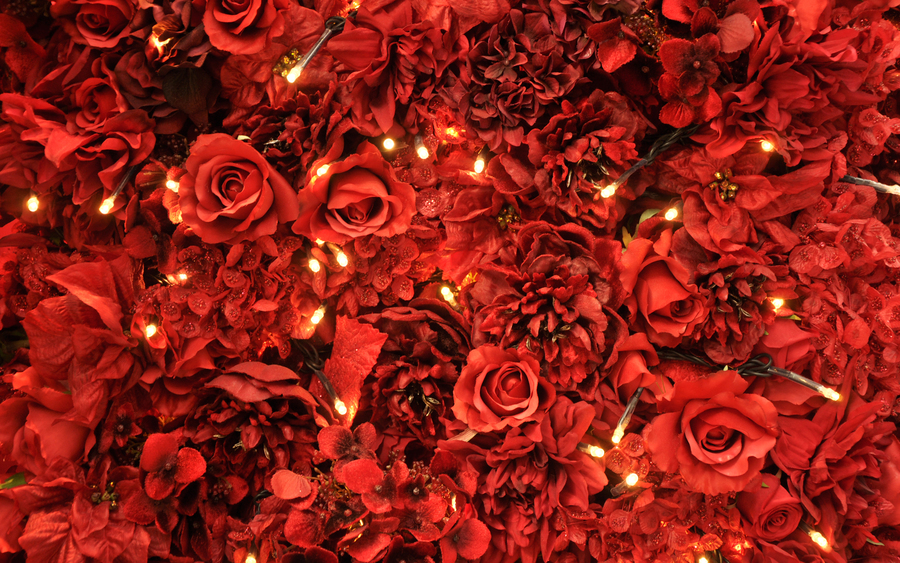 Red Roses Lights