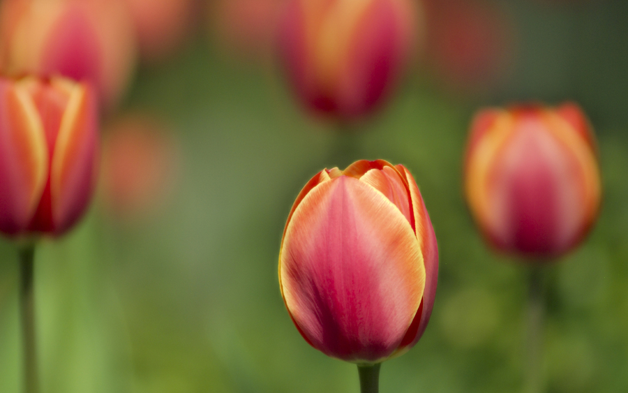 Tulips Macro Shot