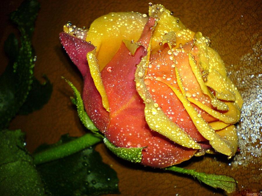 Yellow Beautiful Roses
