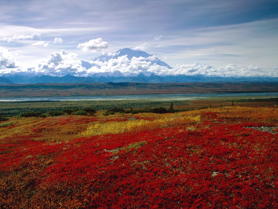 Brilliant Colors Of Denali National Park Alaska