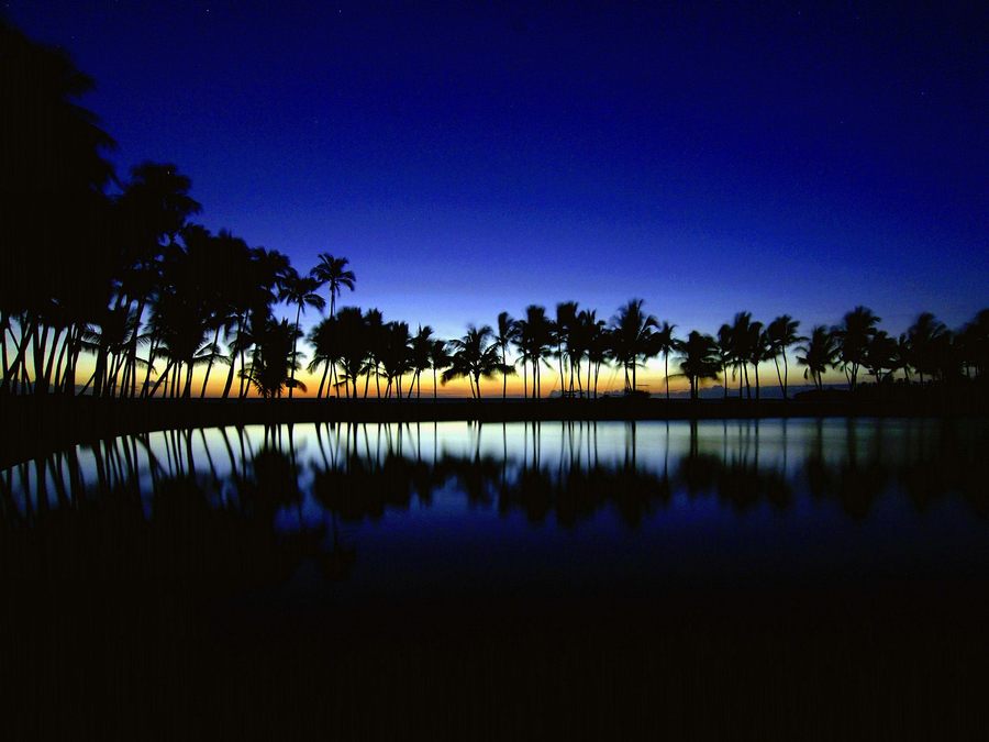 Palm Silhouette Big Island Hawaii