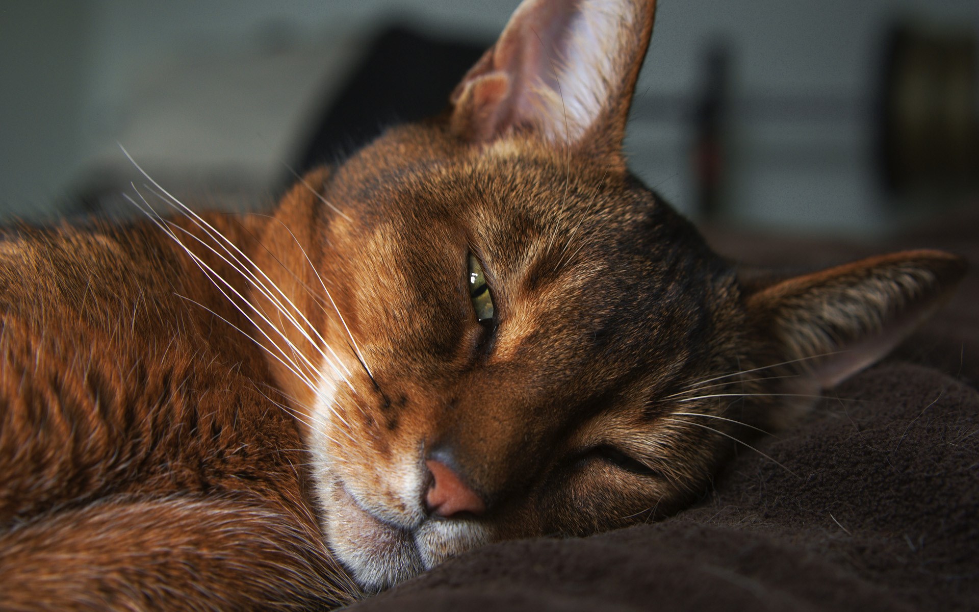 Abyssinian Cat Background - Wallpaper, High Definition, High Quality, Widescreen