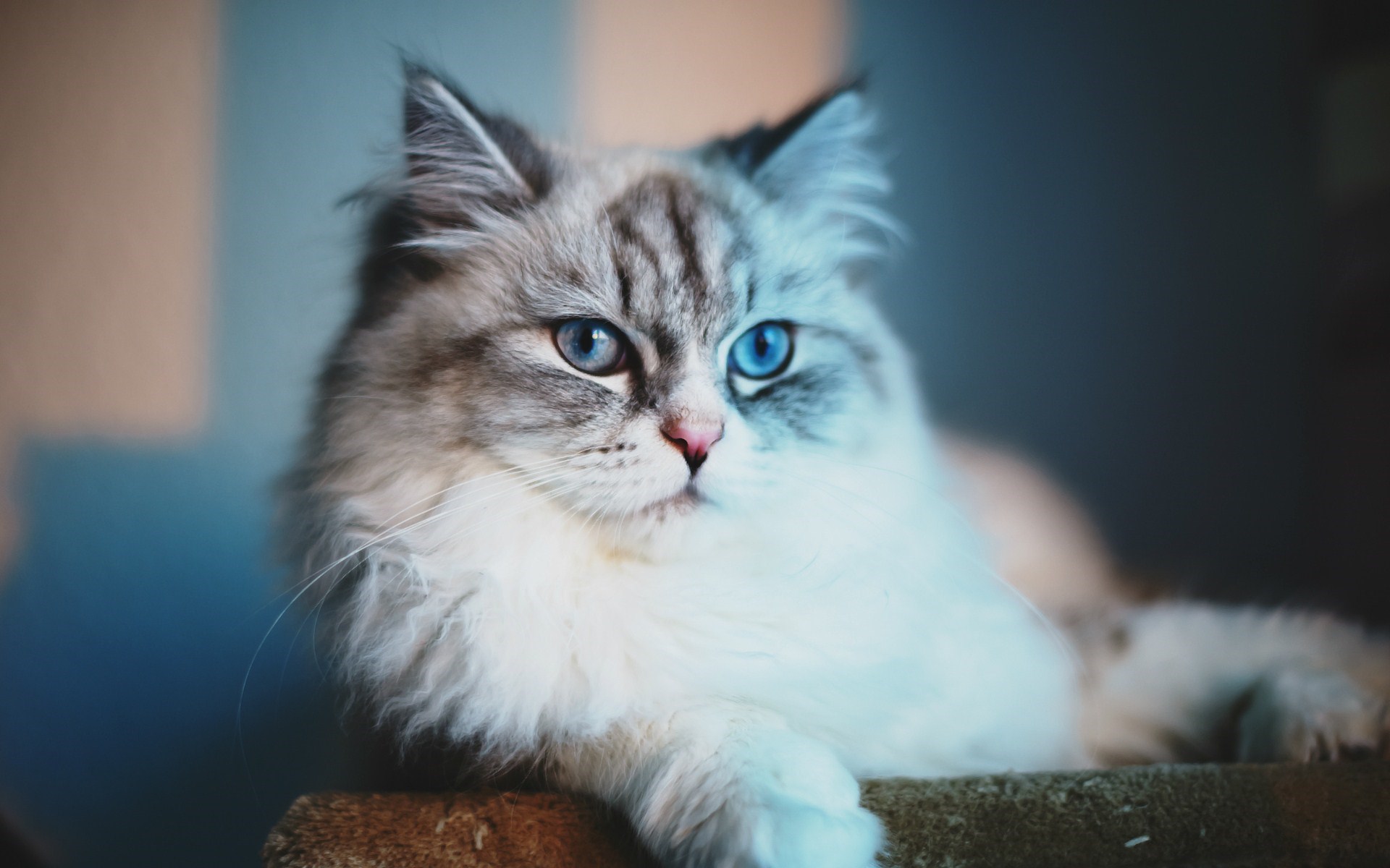 Blue Eyes Cat - Wallpaper, High Definition, High Quality, Widescreen