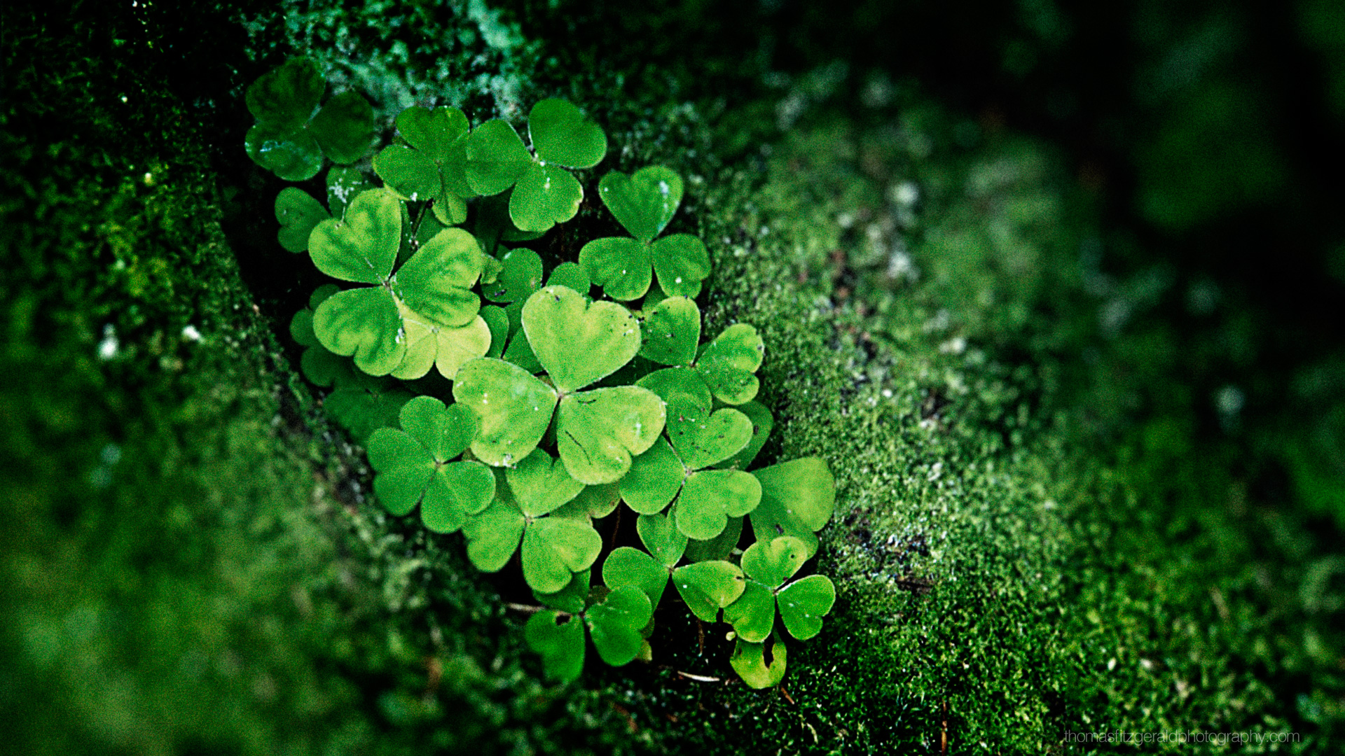 Shamrock HD Wallpaper - Wallpaper, High Definition, High Quality