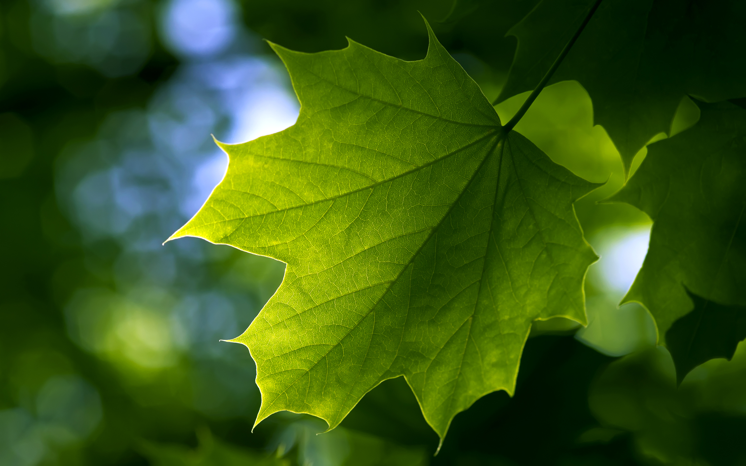 Green Maple Leaf Wallpaper High Definition High Quality Widescreen