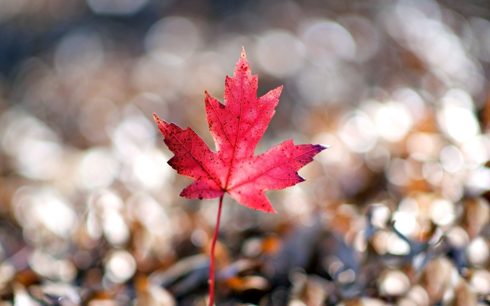 Leaf Beautiful Wallpapers - Wallpaper, High Definition, High Quality