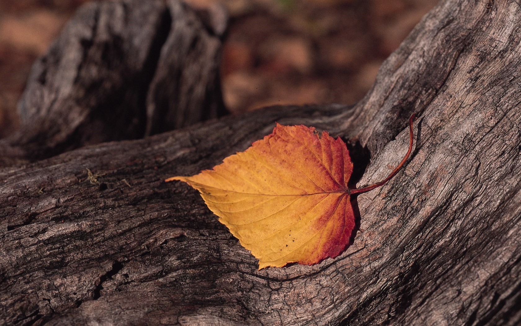 Leaf Image - Wallpaper, High Definition, High Quality, Widescreen