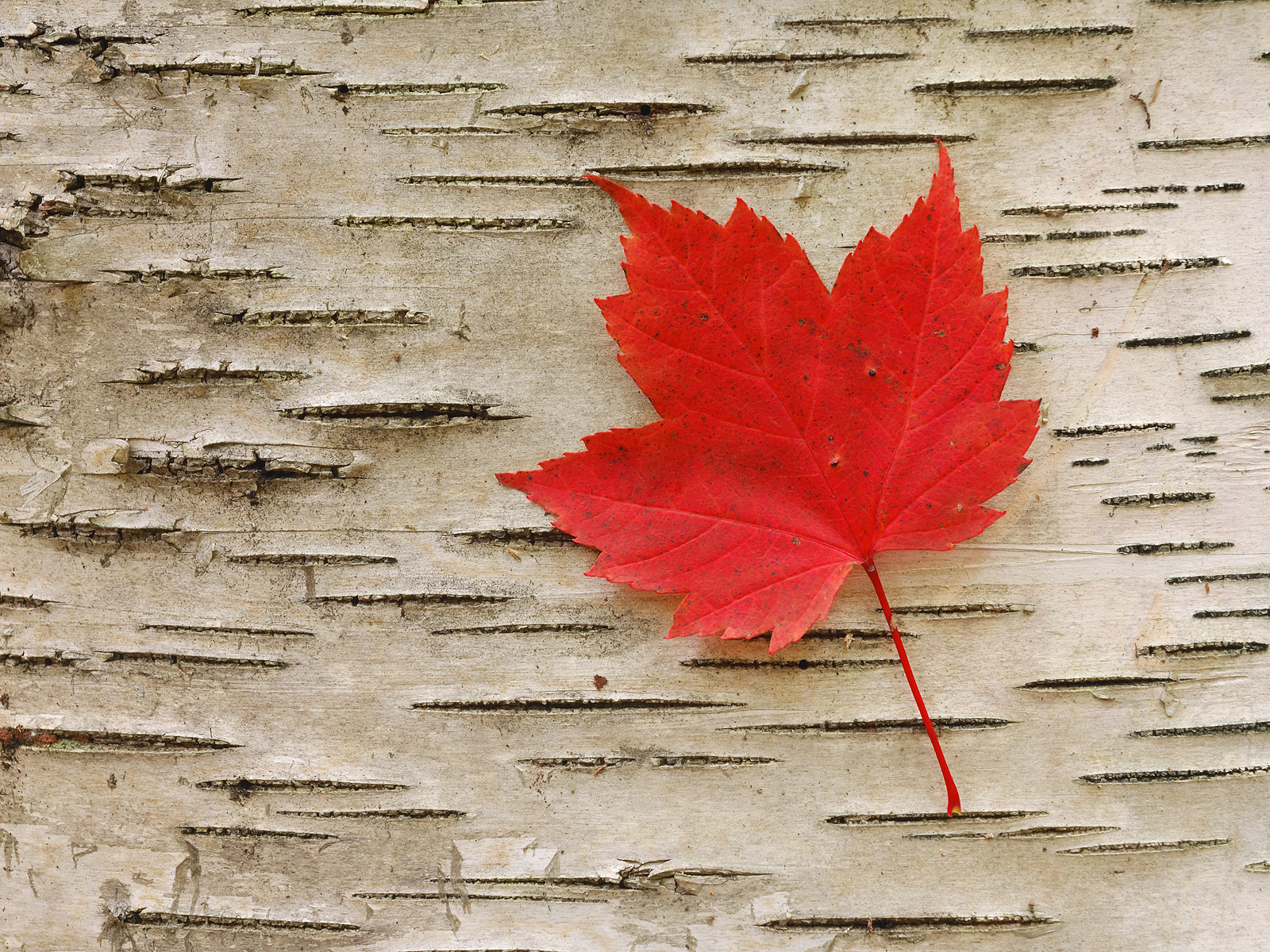 Maple Leaf Image - Wallpaper, High Definition, High Quality, Widescreen
