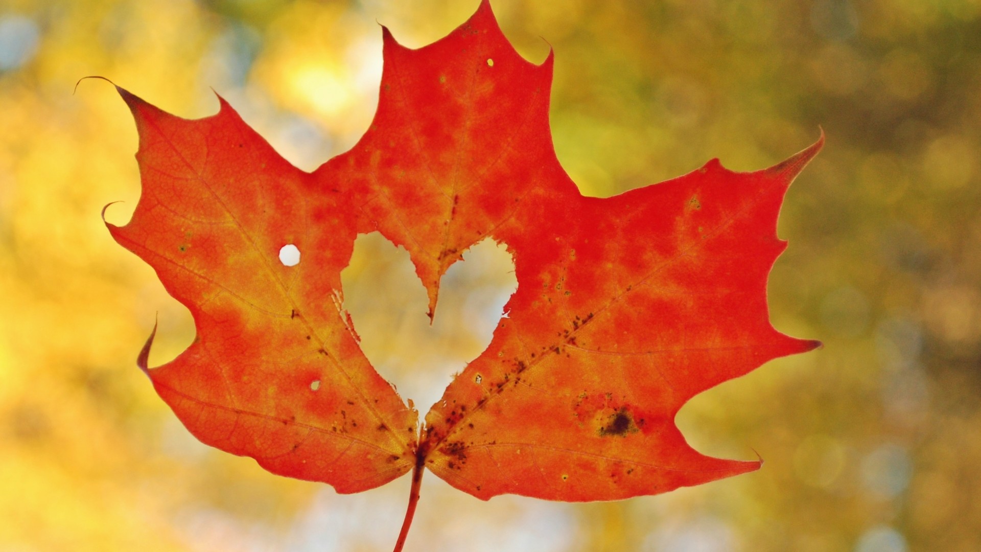 Maple Leaf Photos - Wallpaper, High Definition, High Quality, Widescreen