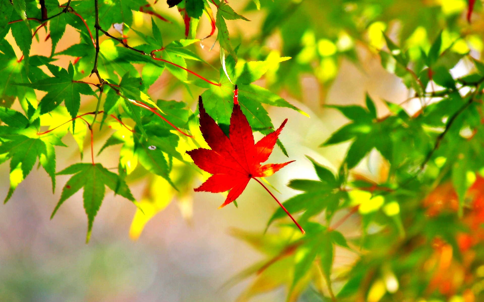 Maple Leaf Picture Photo - Wallpaper, High Definition, High Quality