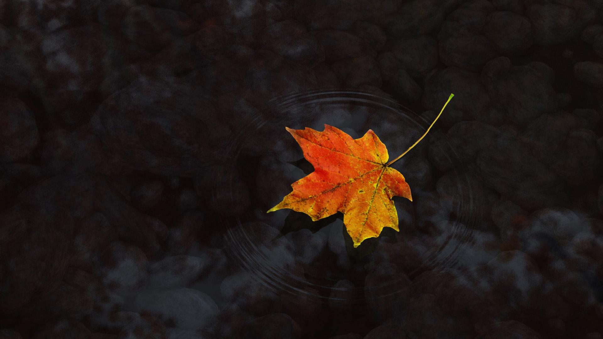 Maple Leaf Wallpapers - Wallpaper, High Definition, High Quality