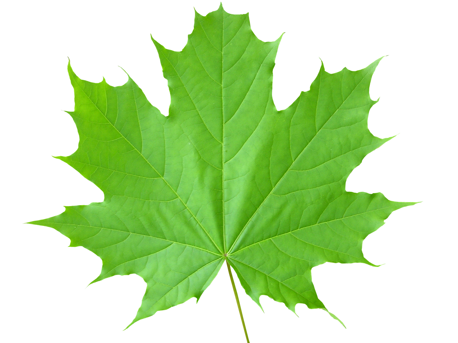 Maple Leaf - Wallpaper, High Definition, High Quality, Widescreen