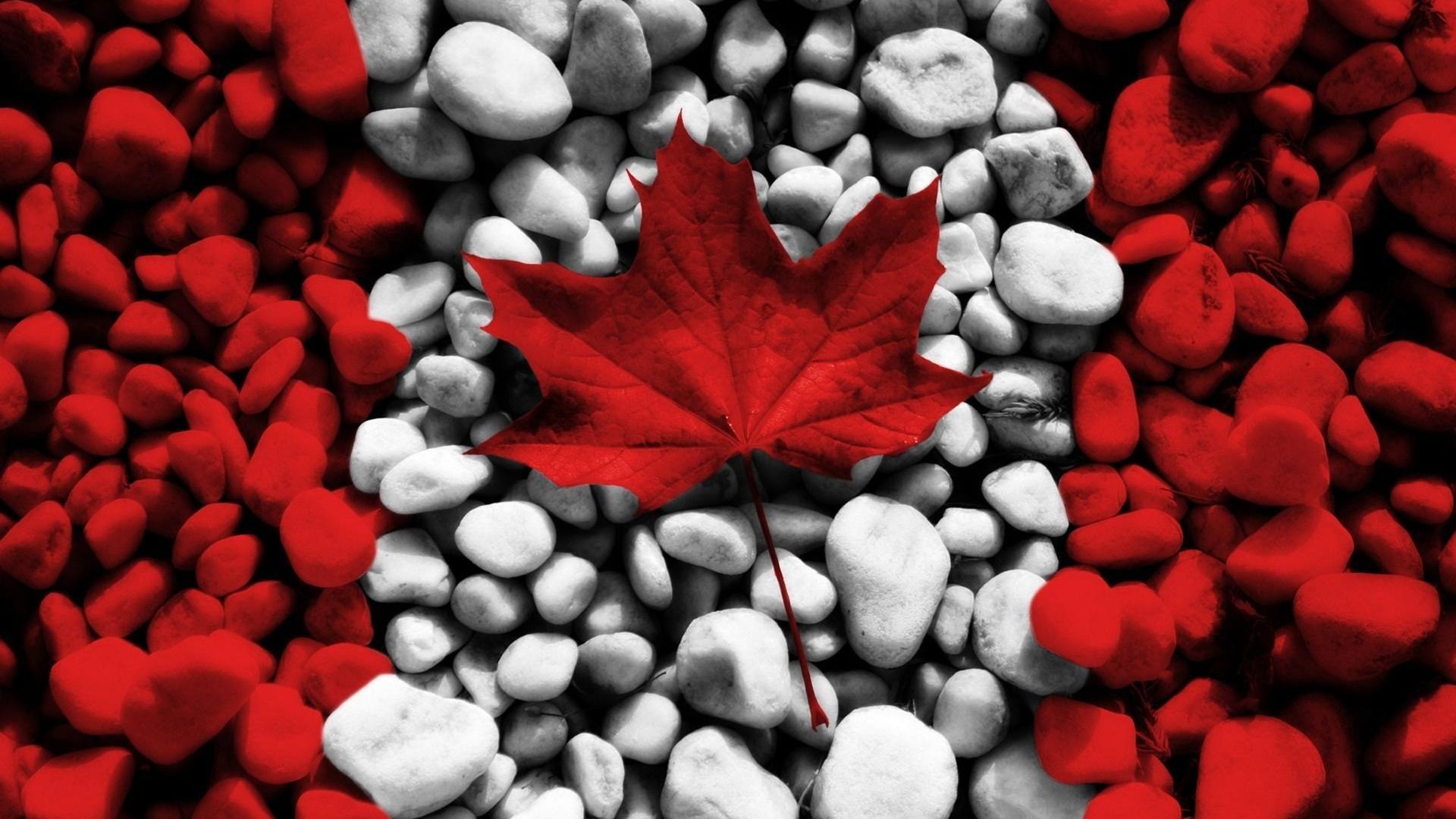 Maple Leaves Canada - Wallpaper, High Definition, High Quality, Widescreen
