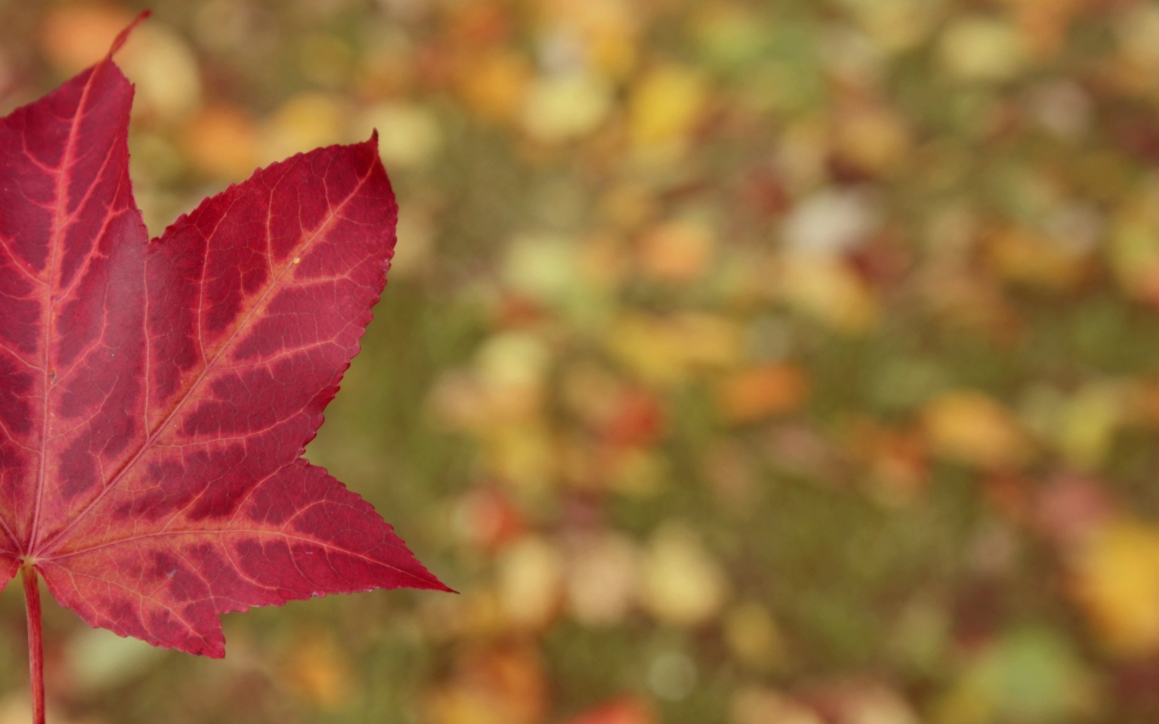 Red Leaf - Wallpaper, High Definition, High Quality, Widescreen