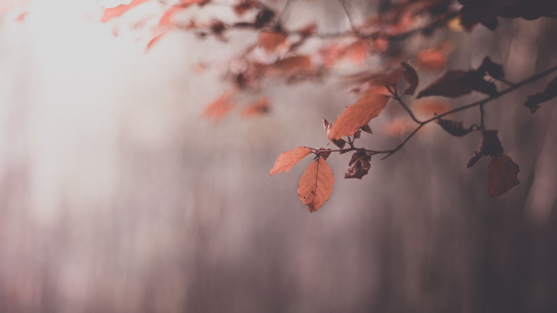 Red Leaves - Wallpaper, High Definition, High Quality, Widescreen