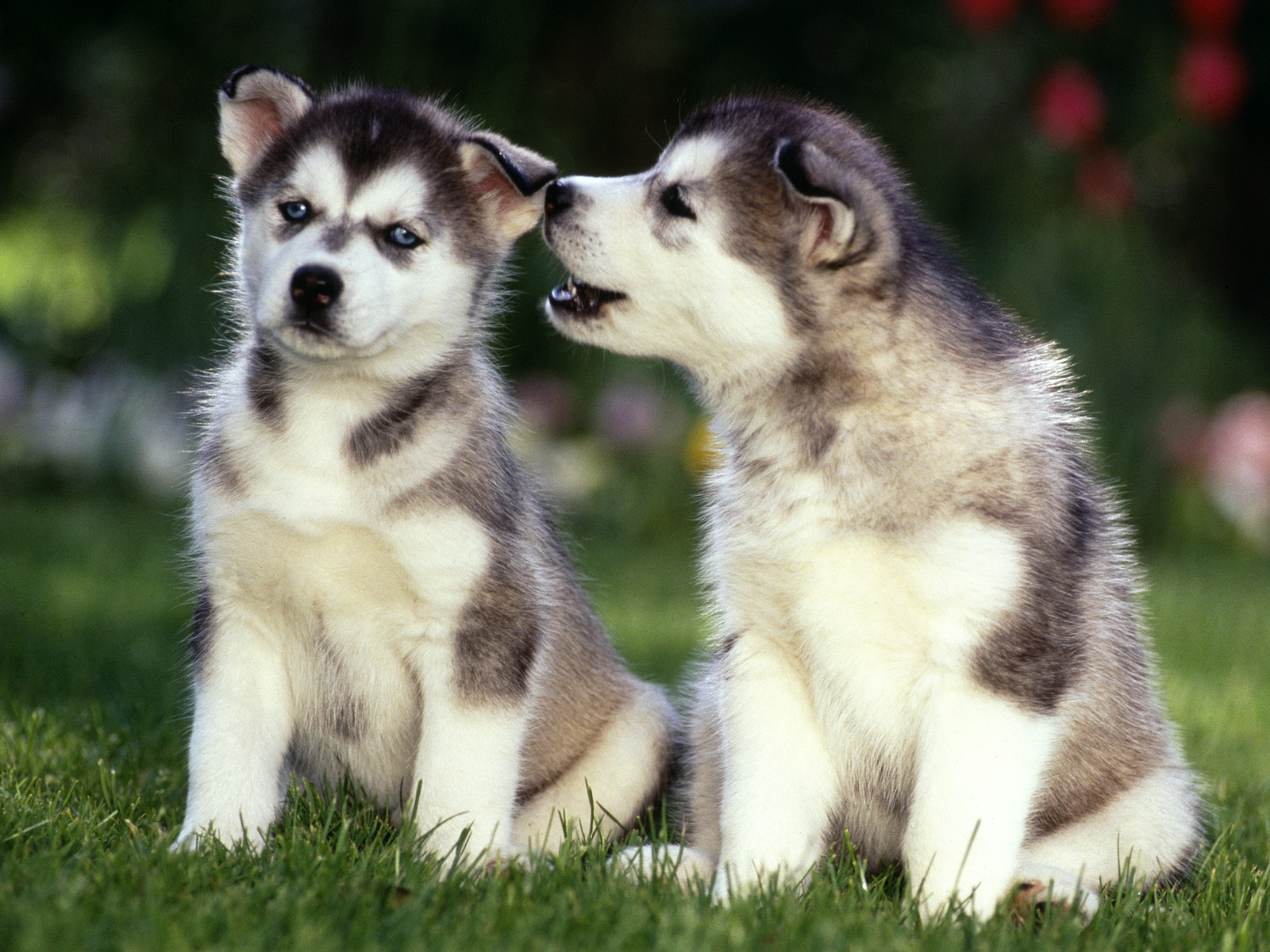 Adorable Husky Puppies - Wallpaper, High Definition, High Quality