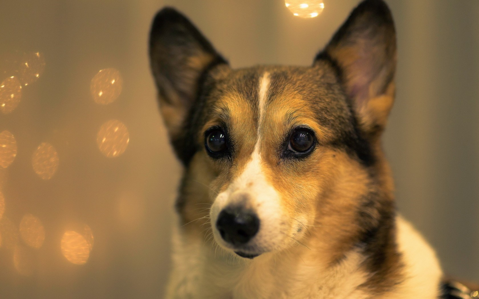 Beautiful Dogs - Wallpaper, High Definition, High Quality, Widescreen