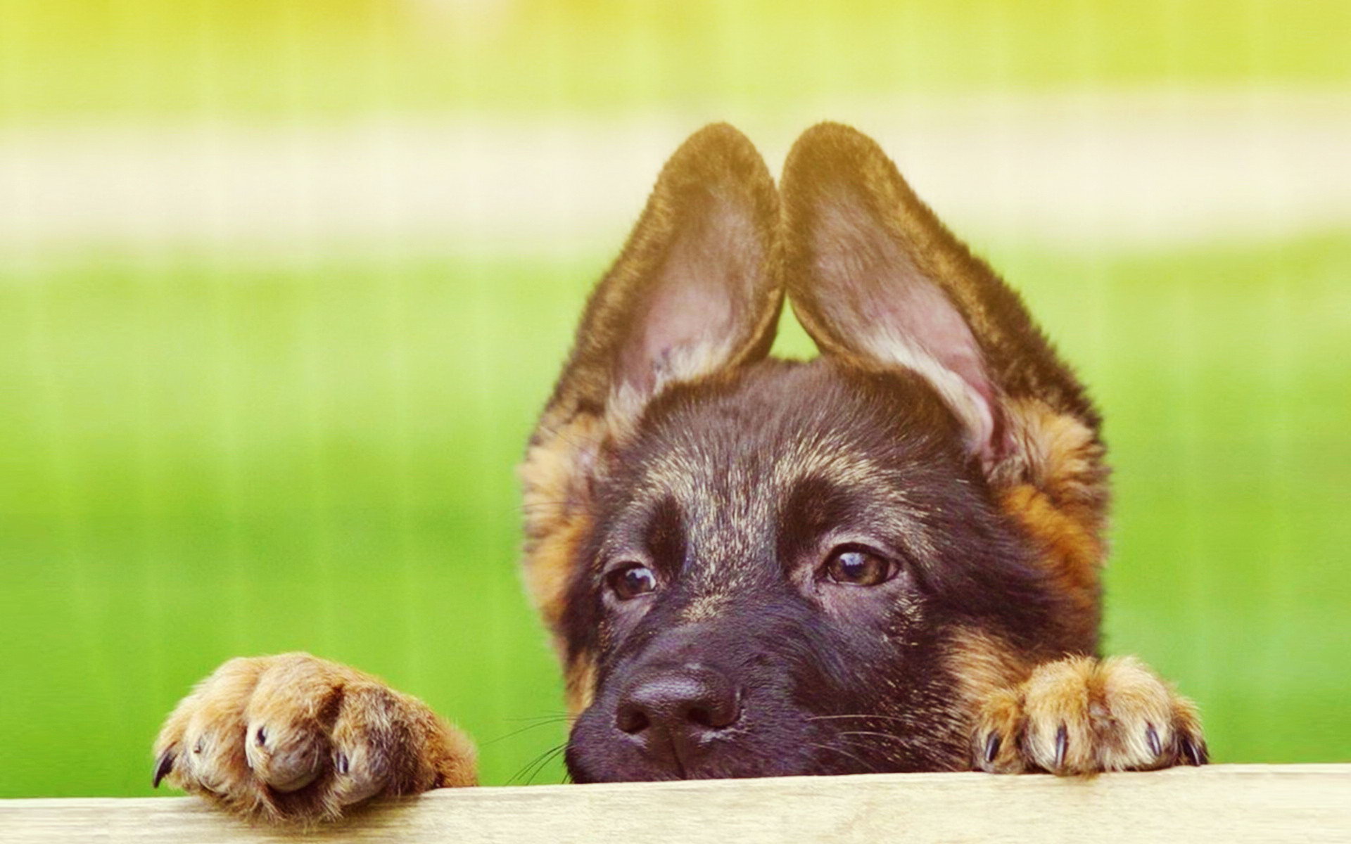Cute German Shepherd Puppies - Wallpaper, High Definition, High Quality